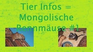 Tier Infos  Mongolische Rennmäuse 1 [upl. by Divaj]