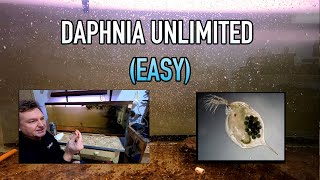 How I Raise Daphnia Water Fleas And You Can Too [upl. by Akerboom501]