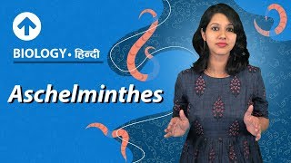 Aschelminthes  Hindi  Diversity In Living Organisms  Biology Class 9 [upl. by Eisle]