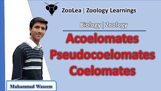 Acoelomates Pseudocoelomates and Coelomates  ZooLea  Lesson 13  Biology Zoology [upl. by Eiramacissej777]