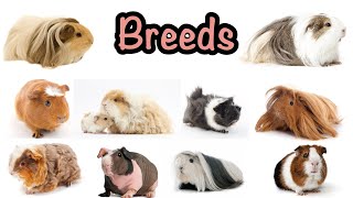 Guinea pig breeds [upl. by Isadore875]