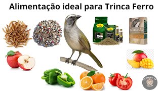 Alimentação ideal para Trinca Ferro [upl. by Sillek684]