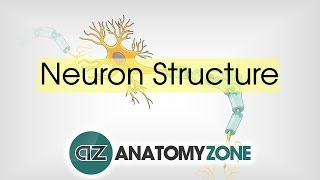 Neuron Structure  Neuroanatomy Basics  Anatomy Tutorial [upl. by Katherine]