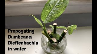 Propogating Dumbcane  Dieffenbachia in water [upl. by Schluter376]