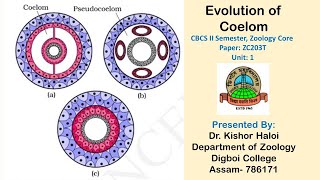 Evolution of Coelom CBCS II Semester Zoology Core [upl. by Akierdna43]