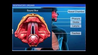 CBSE Class 11 Biology  Respiratory Organs [upl. by Zilber]