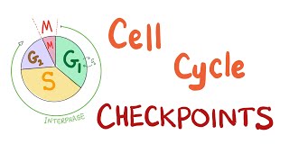 Checkpoints of the Cell Cycle  Cell Division  Biology [upl. by Boyt130]