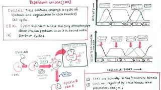 Cell cycle regulation by cyclin and CDKs [upl. by Celina747]