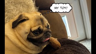 What is the Best Toy for a Pug [upl. by Onidranreb]