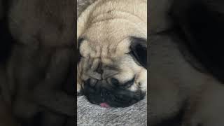 Sleepy Pug CloseUp with Adorable Tongue Peek PugLife PugCloseUp SleepingPug TinyTonguepug [upl. by Christensen]