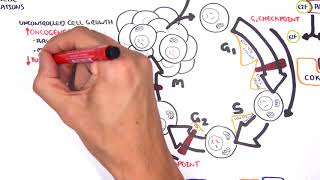 Oncogenetics  Mechanism of Cancer tumor suppressor genes and oncogenes [upl. by Ahsienod446]