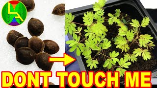 How to grow mimosa plant [upl. by Jarrid]