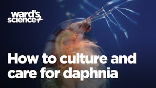 Caring and Culturing for Daphnia [upl. by Di]