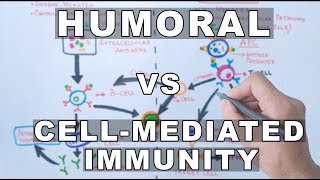 Humoral and Cell Mediated Immunity [upl. by Naol]