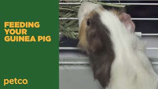 How to Feed a Guinea Pig Petco [upl. by Dannie]