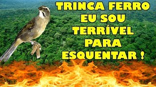 TRINCA FERRO EU SOU TERRÍVEL PARA ESQUENTAR [upl. by Bala]