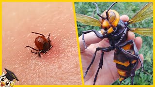 Los 10 Insectos más Peligrosos del Mundo [upl. by Raffo641]