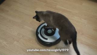 Cat shows HOW TO use iRobot Roomba Vacuum [upl. by Crispa885]