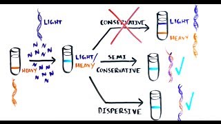 THE MOST BEAUTIFUL EXPERIMENT IN BIOLOGY Meselson amp Stahl The SemiConservative Replication of DNA [upl. by Ahsitahs505]