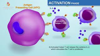 The Humoral Immune Response  Immunology Animations [upl. by Yendyc]