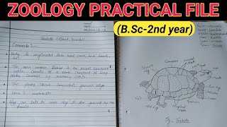 Zoology Practical file bsc 2nd year [upl. by Ellennoj]