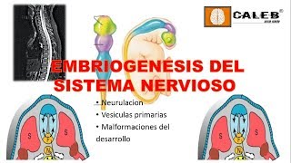 Neuroanatomía  Embriogénesis del Sistema Nervioso Part I [upl. by Naes966]