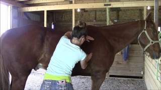 Equine massage  Horse 3 Part 2 [upl. by Asila]