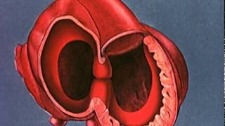 Heart embryology video [upl. by Denn]