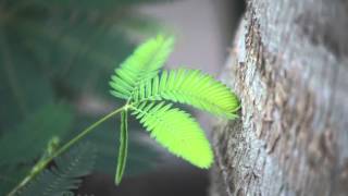 The Moving Plant Mimosa Pudica [upl. by Lachman147]