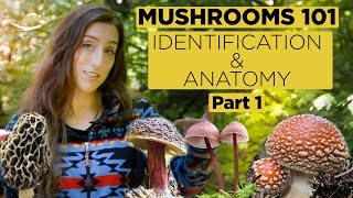 Mushrooms 101 Identification and Anatomy  Part 1 [upl. by Nahgiem]