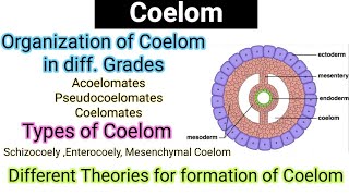 CoelomOrganization of coelom in diff gradesTypes of CoelomEvolutionTheoriesformation of coelom [upl. by Iahc]