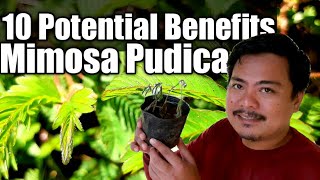 10 POTENTIAL HEALTH BENEFITS OF MIMOSA PUDICASHY PLANTMAKAHIYA PLANT [upl. by Ahseela]