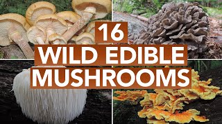 16 Wild Edible Mushrooms You Can Forage This Autumn [upl. by Snook]