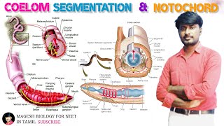 Chapter2 Kingdom Animalia  Coelom  Segmentation and Notochord  class 11 [upl. by Elac]