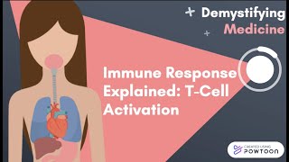 Immune Response Explained TCell Activation [upl. by Idac]