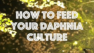 How To Feed Your Daphnia Culture [upl. by Einalam]