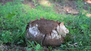 Giant Puffball Mushroom Exploding [upl. by Whittaker]