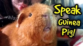 How to Speak Guinea Pig  Guinea Pig Whisperer [upl. by Nylsirk]