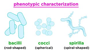 Taxonomy of Bacteria Identification and Classification [upl. by Chisholm454]