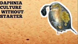 HOW TO CULTURE DAPHNIA NATURALLY WITHOUT A STARTER [upl. by Benni820]