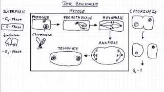 Die Mitose Der Zellzyklus [upl. by Truc]