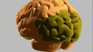 How the human brain works [upl. by Melicent]