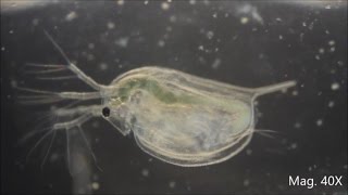 Daphnia magna under the Microscope [upl. by Gusta]