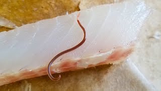 Parasite Worm in Fish Meat [upl. by Giulia]