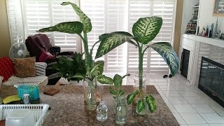 Growing Dieffenbachia Dumb Cane in water Update [upl. by Hart]