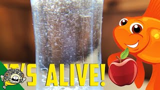 How to culture Vinegar Eels The EASY Way Live Fish Food [upl. by Obelia]