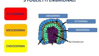 11 Alla scoperta del SNC  embriologia [upl. by Ebby]