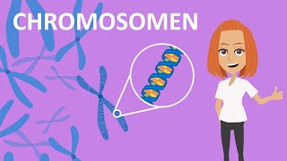 Chromosomen  Funktion amp Aufbau  Studyflix [upl. by Cita326]