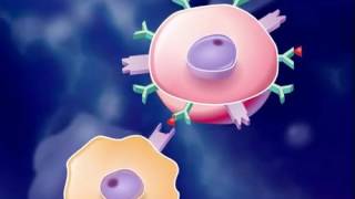 The Immune Response HD Animation [upl. by Ecniv]