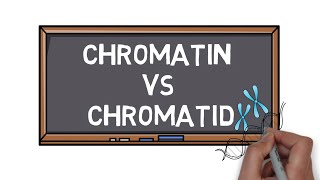 Chromatin Vs Chromatid  What is the Difference  Pocket Bio [upl. by Hills]